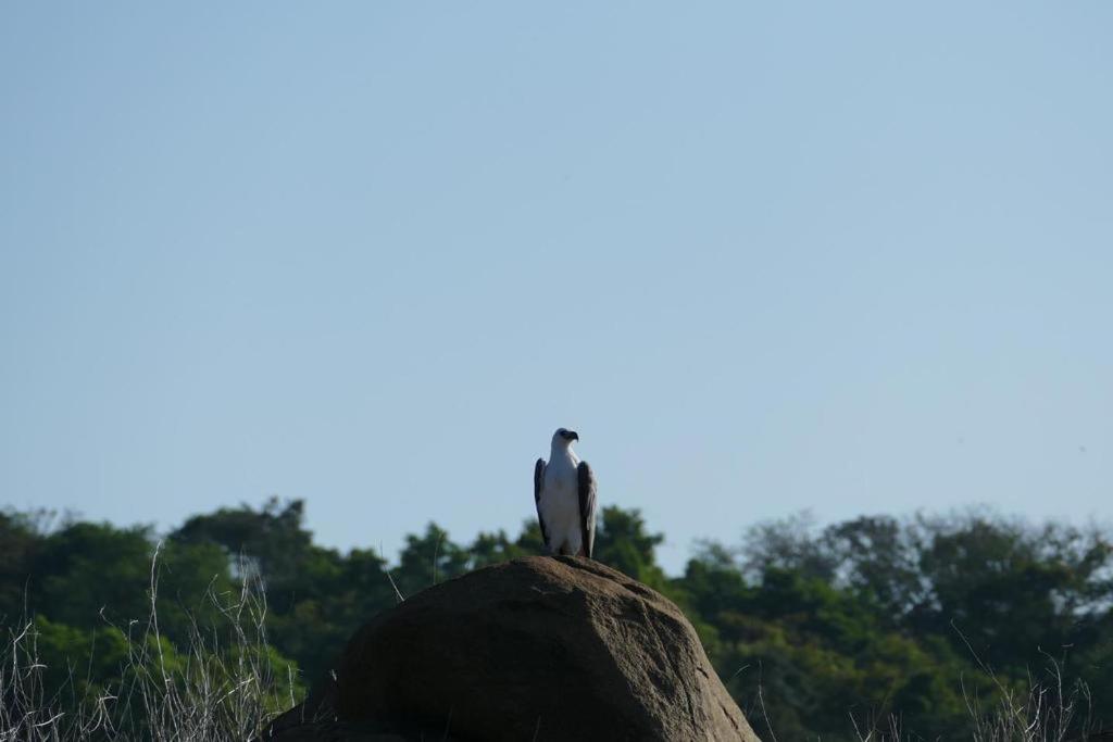 Gal Oya Lake View Inginiyagala Polwatta Extérieur photo